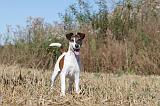 FOX TERRIER POIL LISSE 023